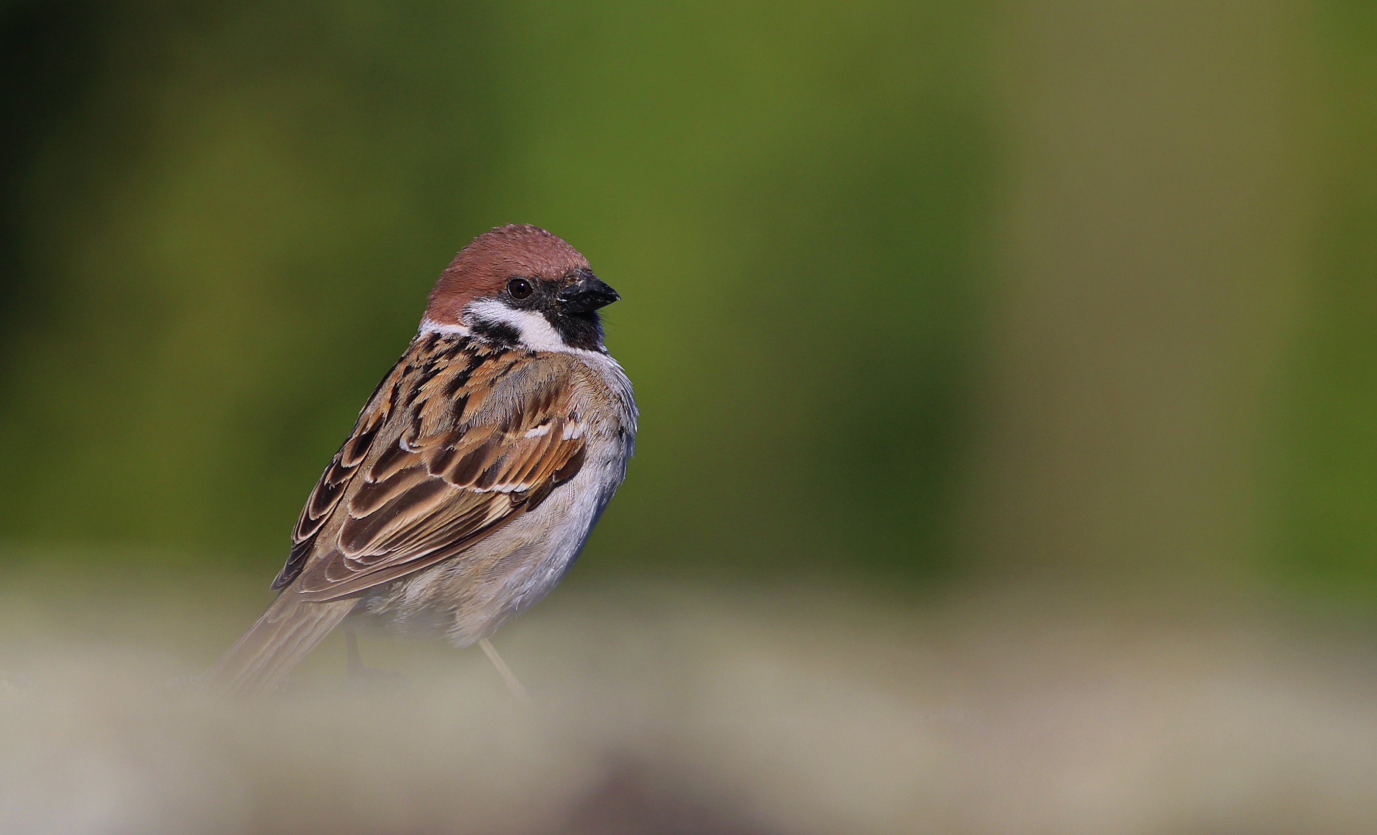 Eurasian Tree Sparrow